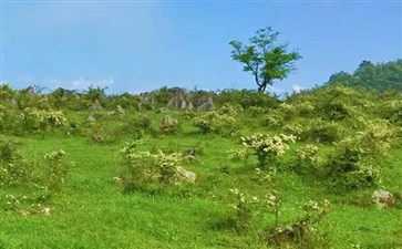 黄水千野草场-重庆周边游黄水旅游-重庆旅行社