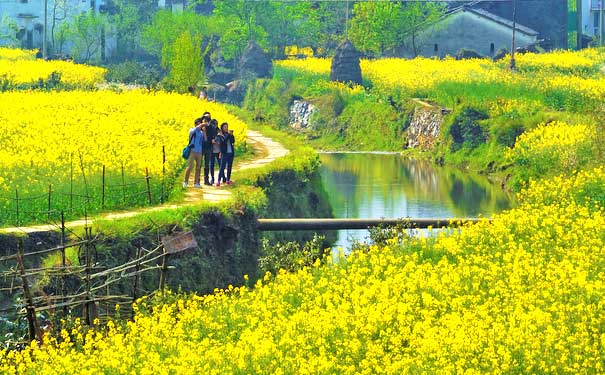 江西婺源 油菜花