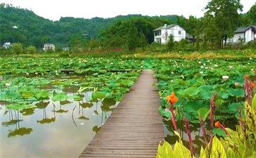 重庆铜梁爱莲湖湿地公园荷花盛开