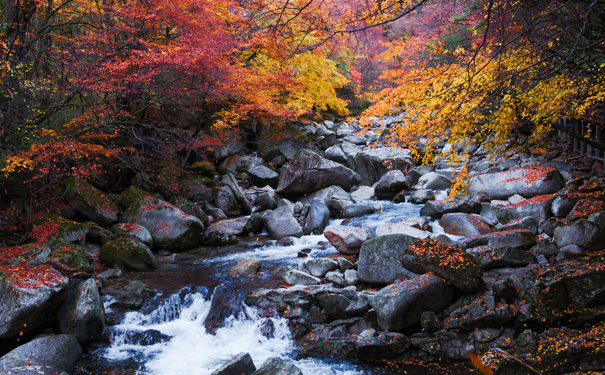 光雾山红叶