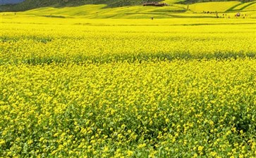 青海门源油菜花-青海纯玩旅游报价