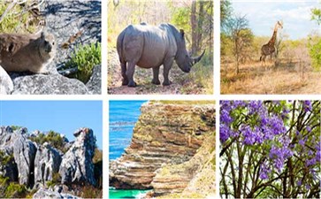 南非动物观光-非洲南非+埃及旅游线路