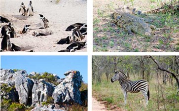 南非动物观光-非洲南非+埃及旅游线路