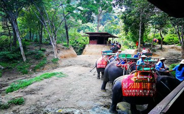 大象园-泰国旅游-重庆中青旅
