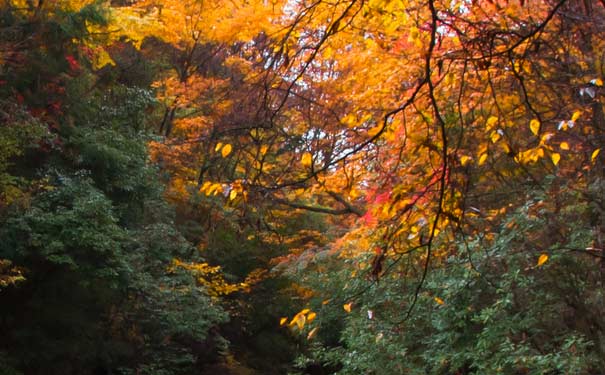 四川光雾山红叶