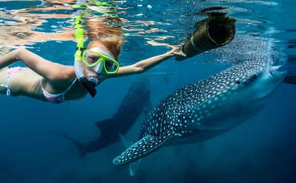 东南亚海岛旅游潜水:菲律宾观鲸鲨