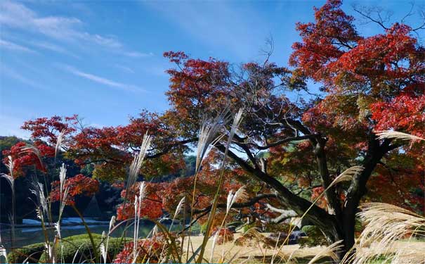 日本关东红叶旅游推荐：六义园