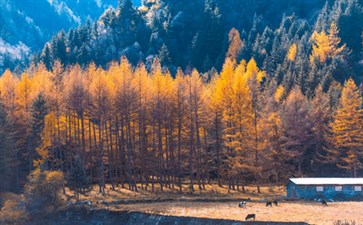 米亚罗风光-四川旅游-重庆中青旅