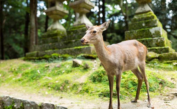 日本旅游：奈良公园梅花鹿