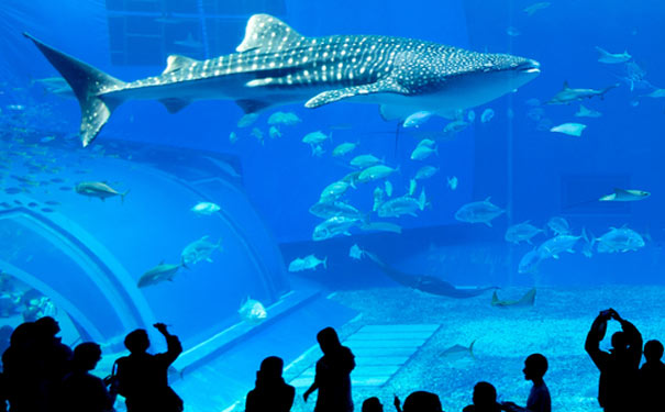 日本冲绳旅游：冲绳鲸鲨馆