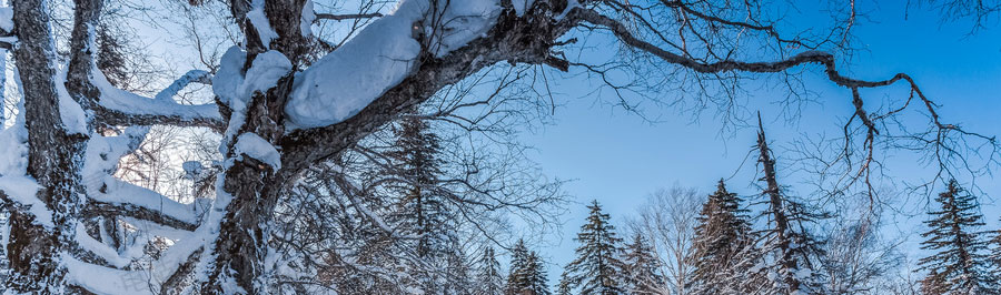 [特价]东北哈尔滨冰雪旅游线路特色3-重庆旅行社