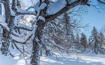 雪乡雪景风光-东北冰雪旅游-重庆青年旅行社