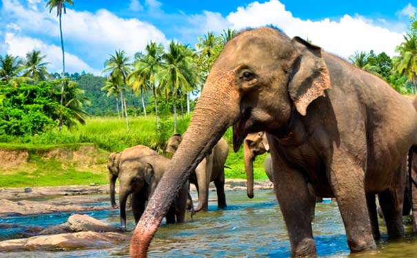 斯里兰卡旅游简介：大象孤儿院