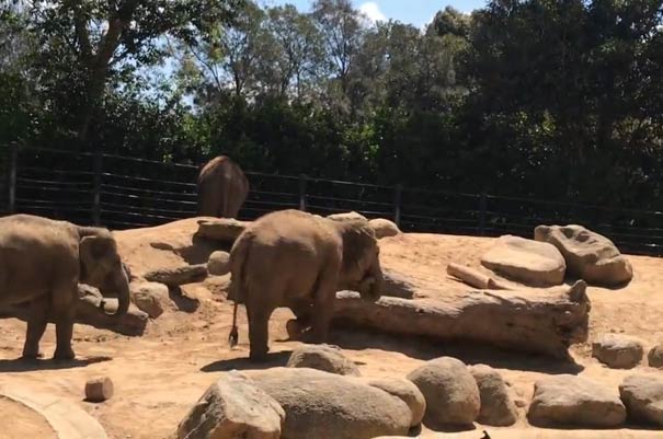 澳大利亚旅游 墨尔本动物园非洲象