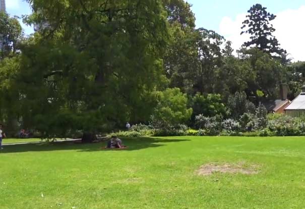 澳大利亚旅游:悉尼皇家植物园草坪