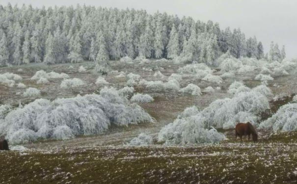 仙女山冬季雪景