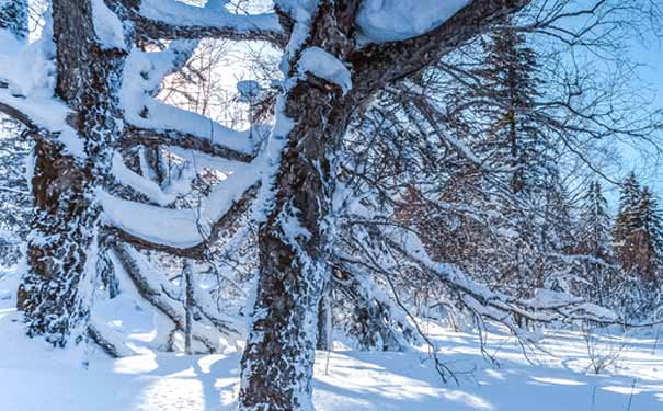 冬季东北雪乡大雪谷雪景