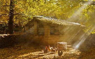 银杏村风光-云南旅游-重庆中青旅