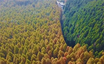 重庆南川山王坪一日游-重庆一日游费用