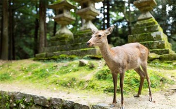 奈良梅花鹿-日本本州六日游线路-重庆青年旅行社