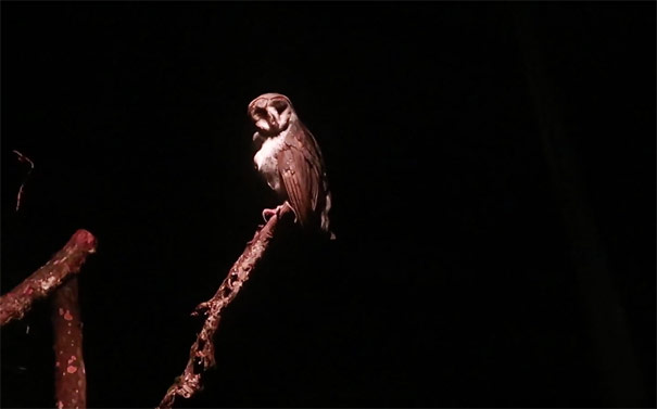 新加坡夜间野生动物园：猫头鹰