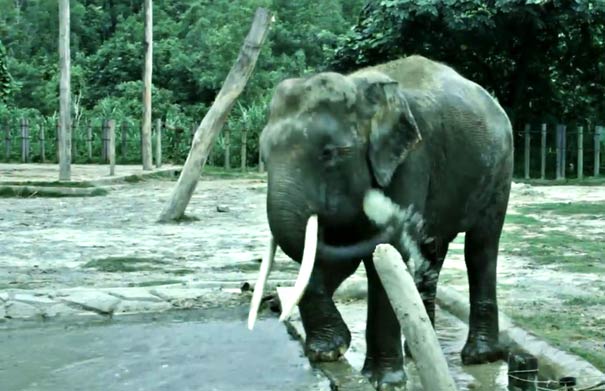 马来西亚沙巴旅游：洛高宜野生动物园