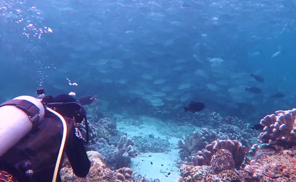 沙巴旅游：KAPALAI卡帕莱岛潜水