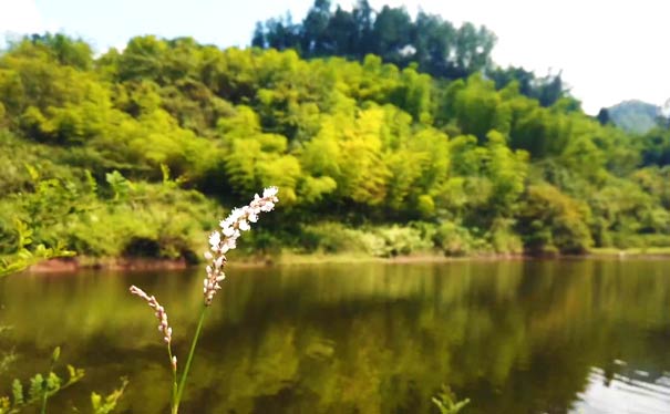 南川黎香湖旅游景区：野花