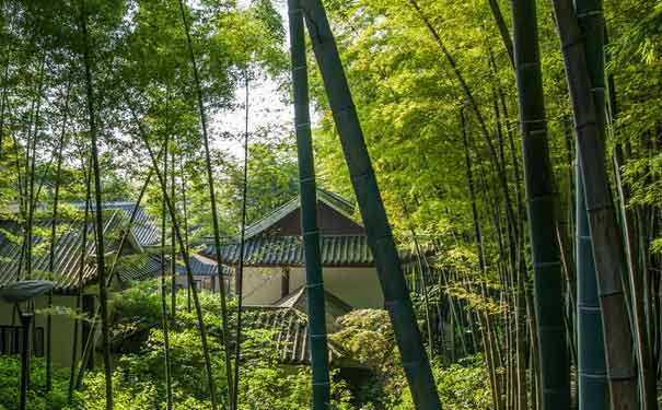 重庆永川茶山竹海旅游景点