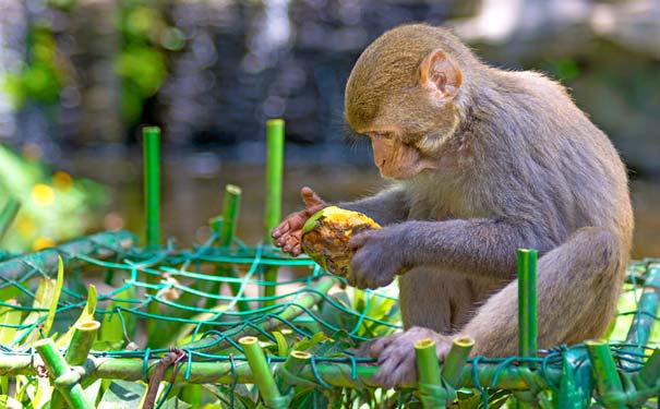 海南三亚旅游娱乐项目大全：南湾猴岛戏猴