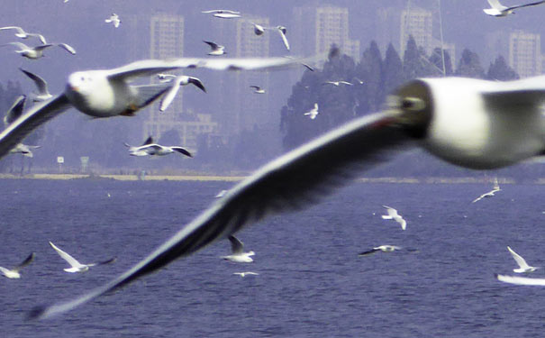 昆明旅游景点：海埂公园海鸥