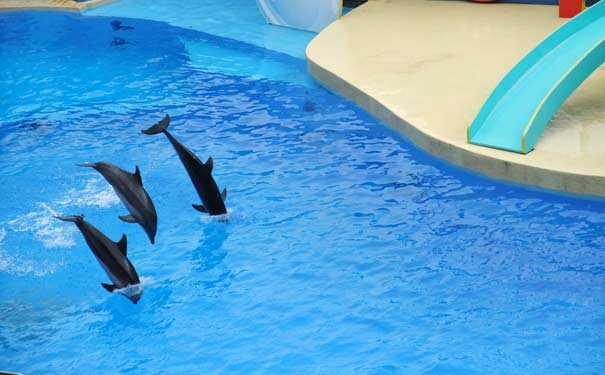 春节香港旅游：香港海洋公园海豚表演