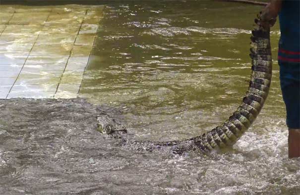泰国苏梅岛旅游：纳芒探险公园鳄鱼表演