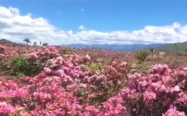 云南旅游景点：香格里拉小中甸花海