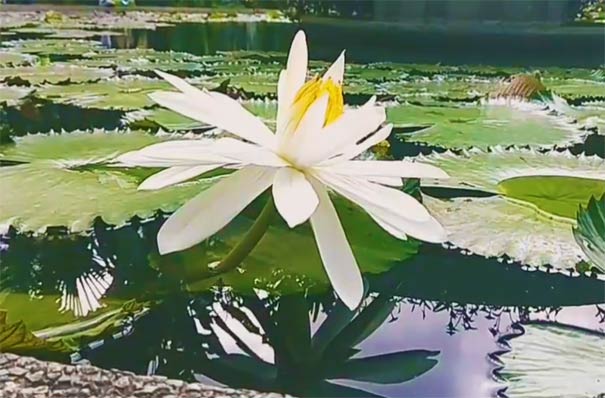 西双版纳旅游景区：热带花卉园内睡莲花开