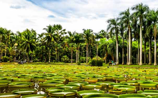 云南旅游：中国科学院西双版纳热带植物园