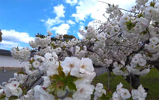 日本旅游：京都二条城春季樱花