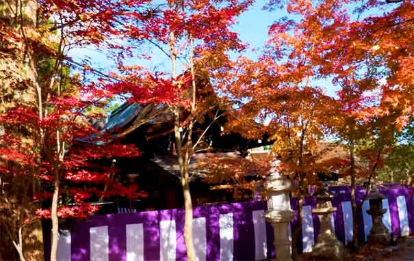 日本旅游：京都北野天满宫枫叶