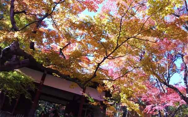 日本旅游：京都岚山枫叶