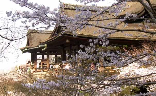 日本京都旅游：音羽山清水寺樱花