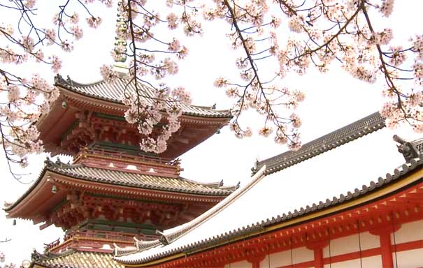 日本京都旅游：音羽山清水寺春季樱花