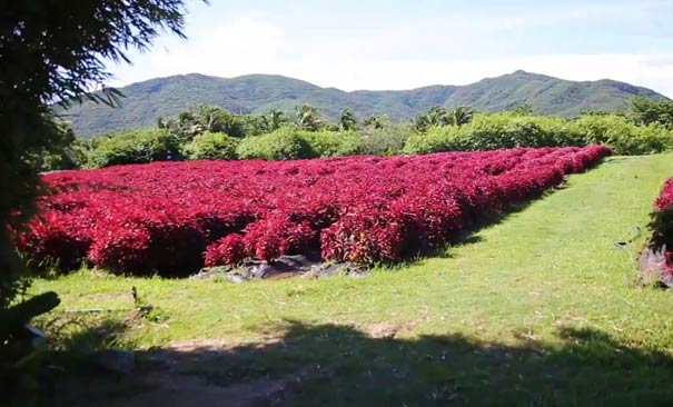 春节旅游：海南三亚亚龙湾玫瑰谷