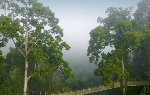 云南西双版纳旅游景区：望天树空中树冠走廊