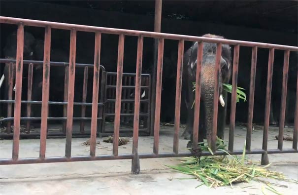 云南旅游景点：西双版纳野象谷