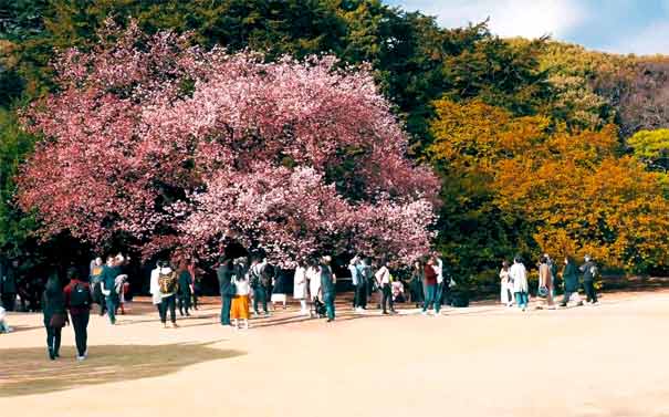 日本旅游：新宿御苑樱花
