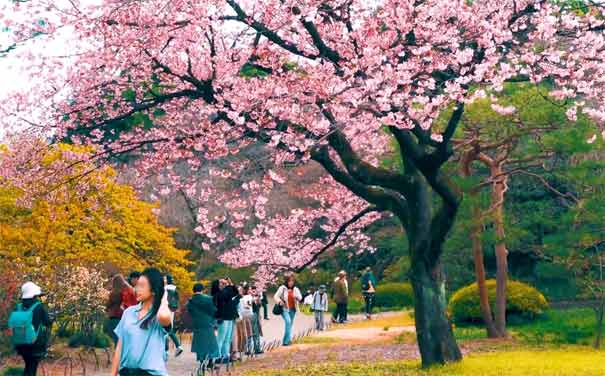 日本旅游：新宿御苑樱花