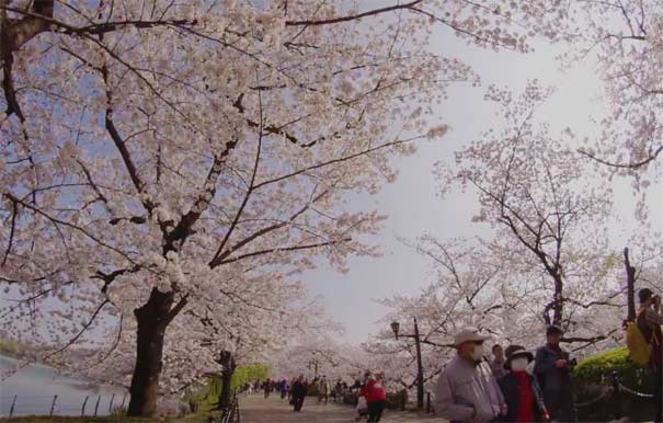 日本旅游：东京上野公园赏樱