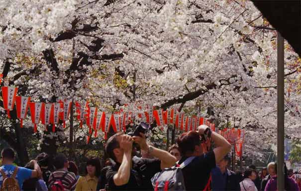 日本旅游：东京上野公园赏樱