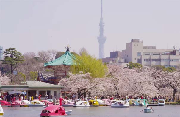 日本旅游：东京上野公园赏樱