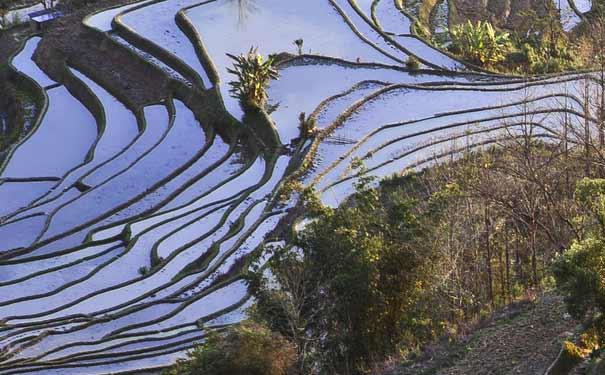 春节旅游：云南元阳梯田